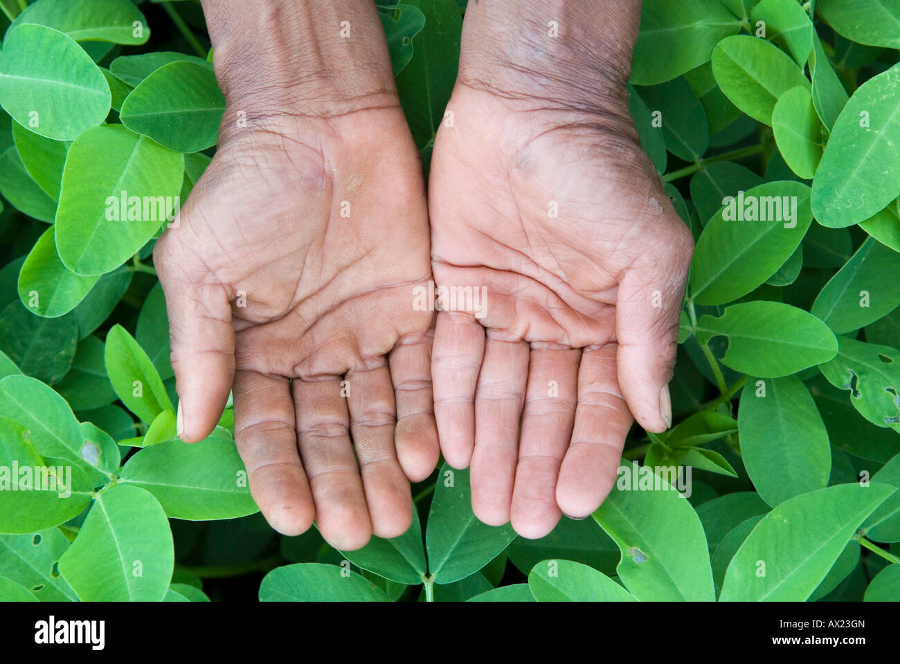 Aprire gli agricoltori le mani in una piantagione di arachidi, Koh Kong Provincia, Cambogia Foto Stock