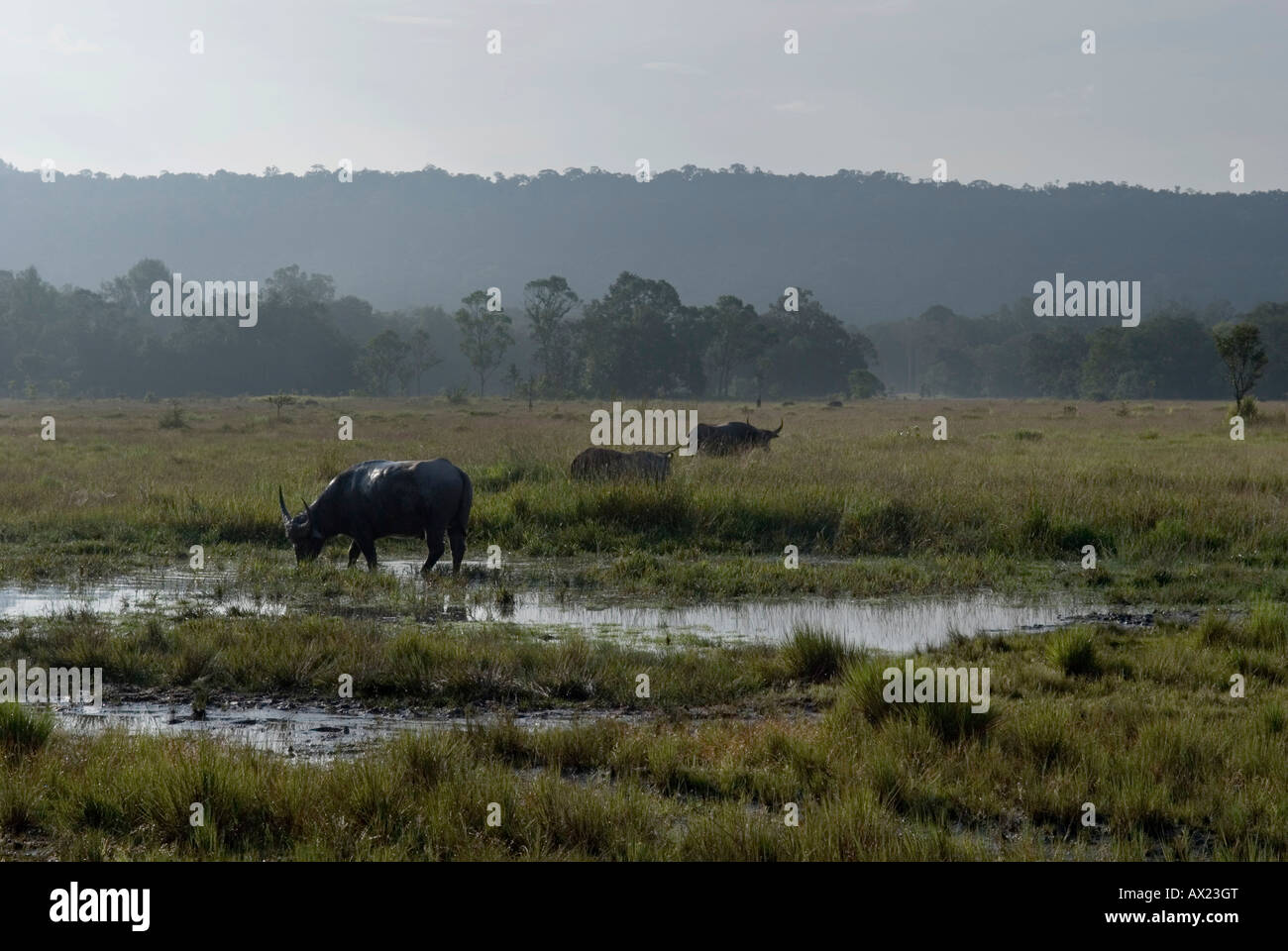 Le zone umide con cow nella luce del mattino, Koh Kong Provincia, Cambogia Foto Stock