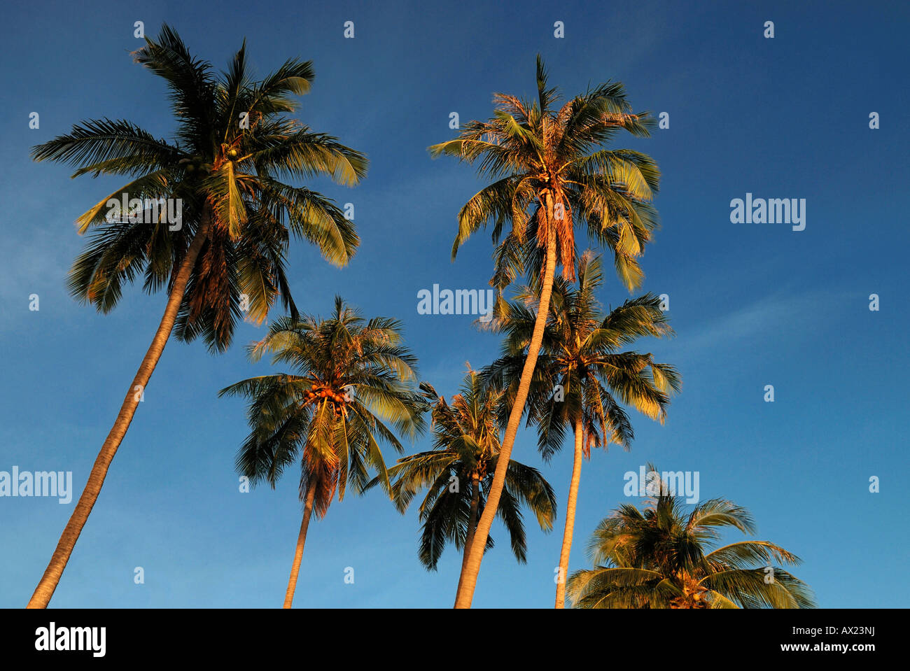 Le palme in luce della sera, isola di Kho Phangan, Thailandia Foto Stock