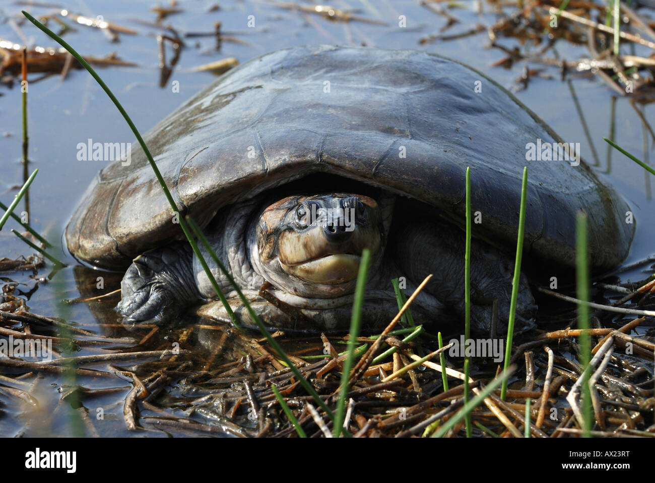 Giallo-spotted River Turtle (Porta: Tartaruga, Podocnemis unifilis), Amazon Bazin, Brasile Foto Stock