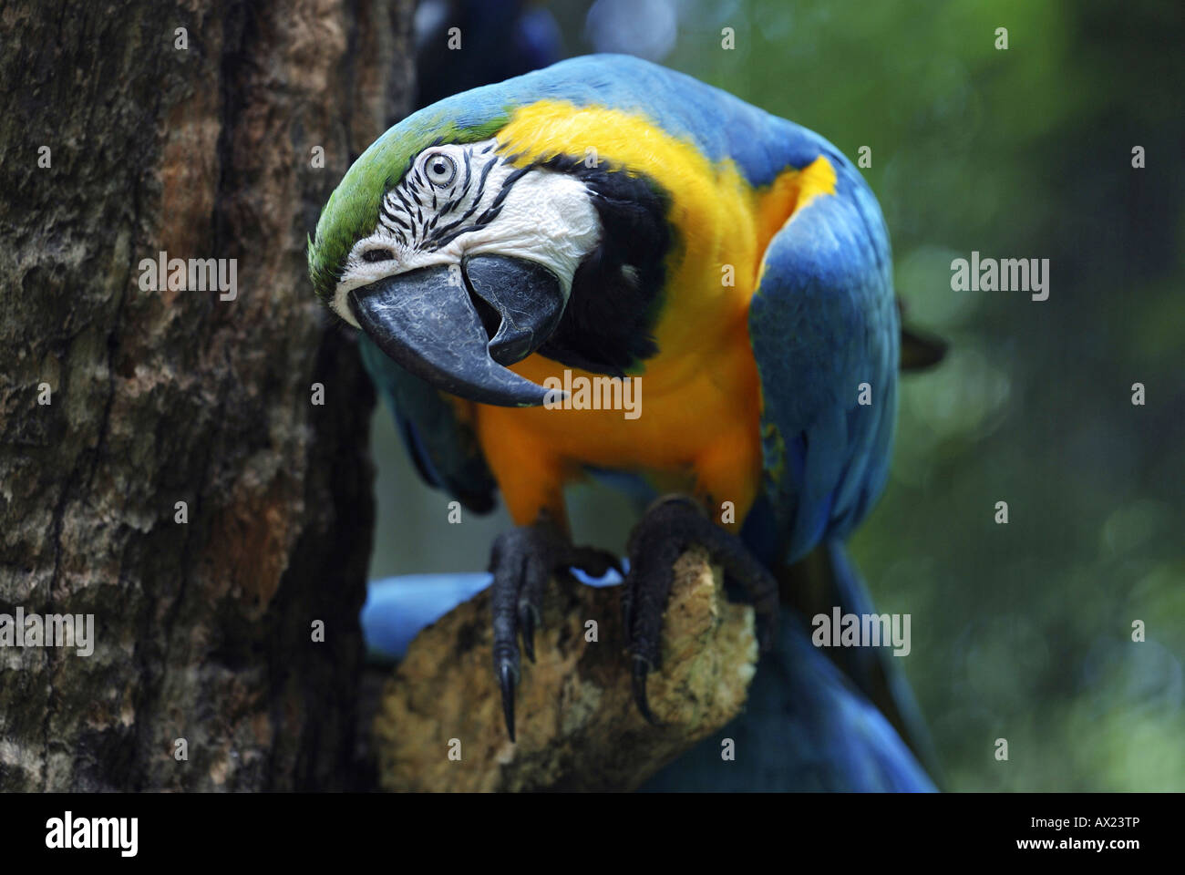 Blu-giallo Macaw (Ara ararauna), di Foz do Iguazu, Brasile Foto Stock