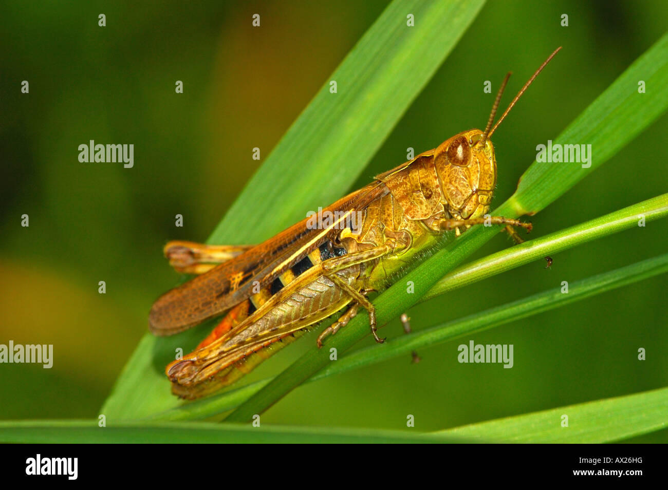 Grasshopper della famiglia Acrididae Foto Stock