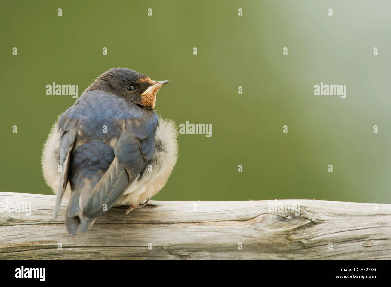 Barn swallow, (Hirundo rustica) pup Foto Stock