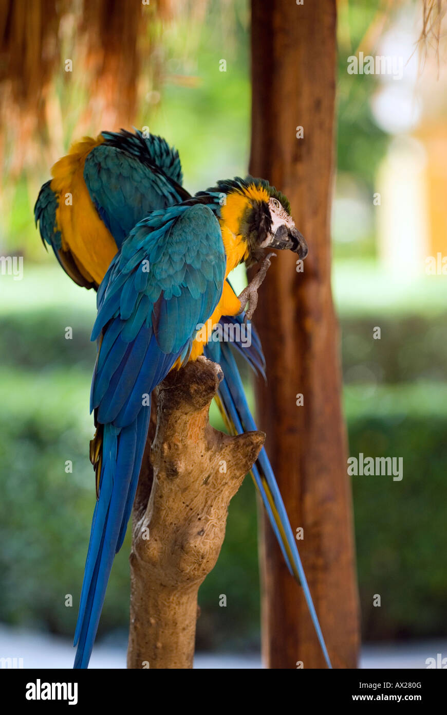 Oro Blu macaw avendo cura di un prurito Messico Foto Stock