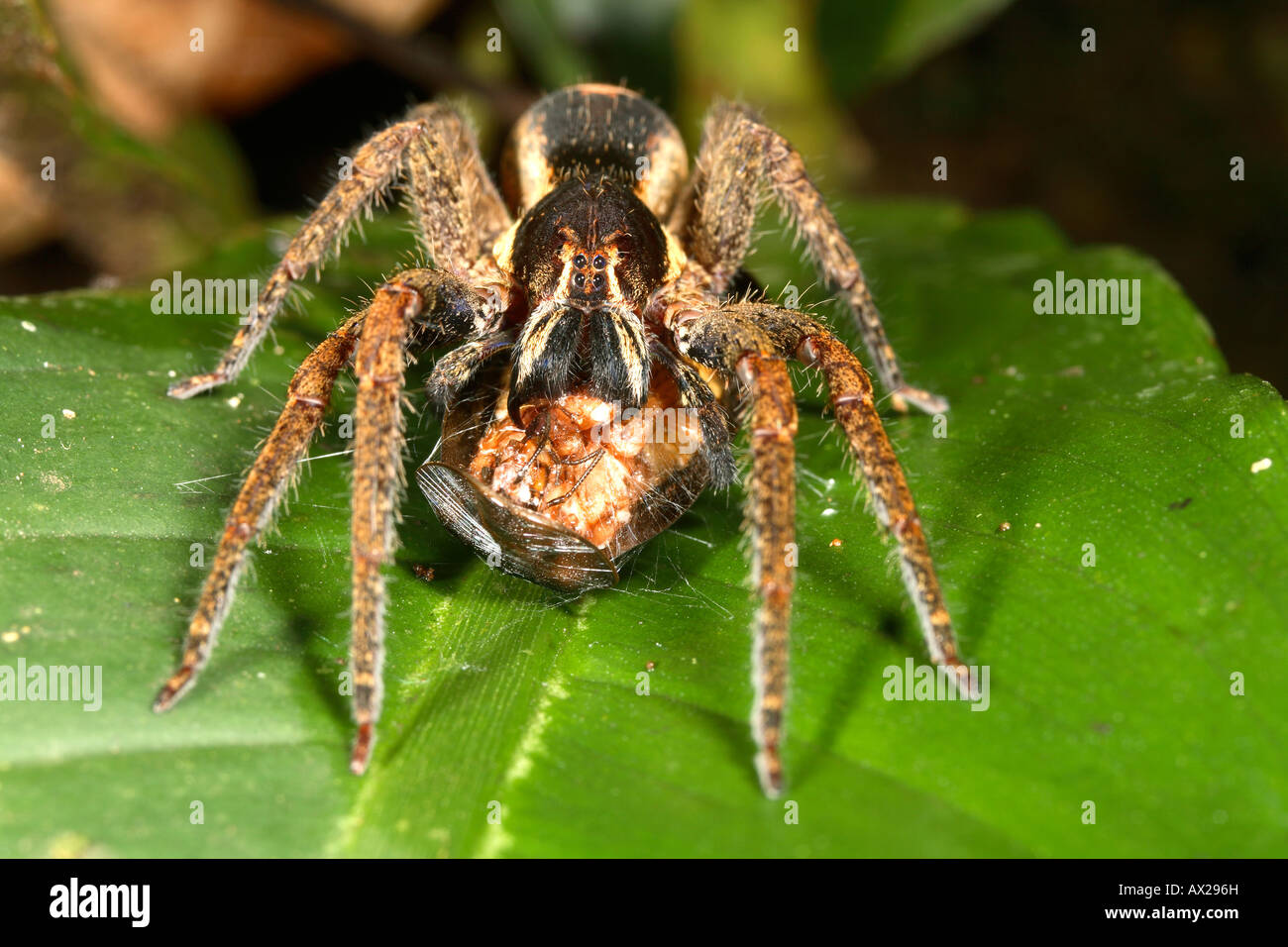 Tropical wolf spider (Famiglia Ctenidae) alimentazione Foto Stock