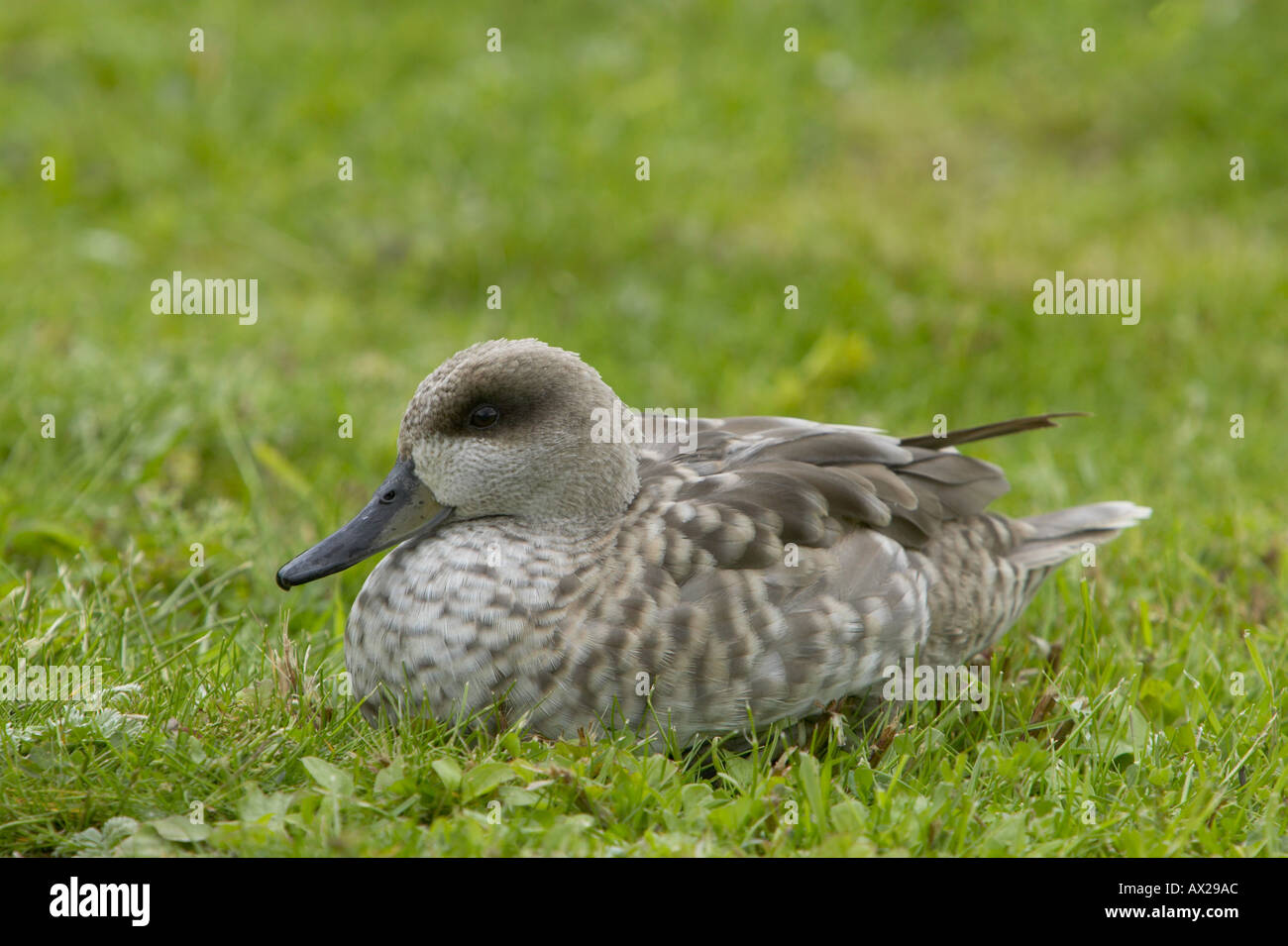 Di Teal in marmo di sedersi sull'erba. Foto Stock