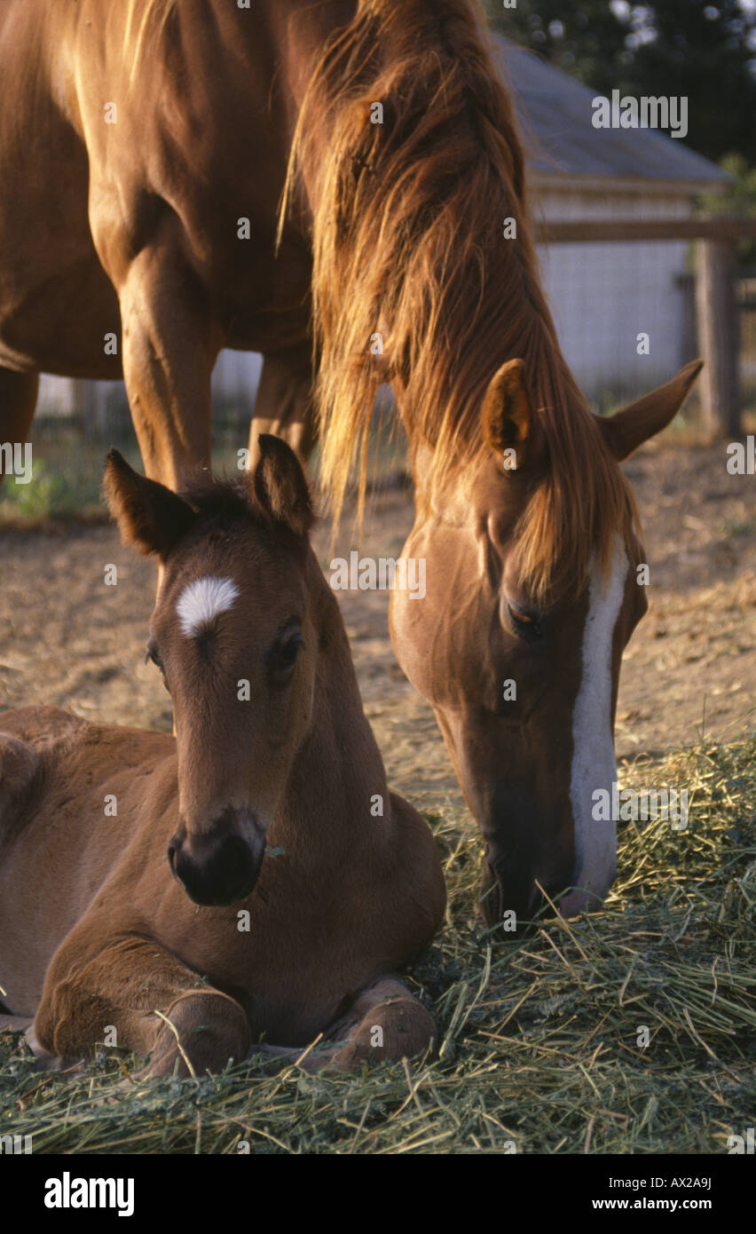 THOROUGHBRED MARE CON 1 MESE VECCHIA COLT Foto Stock