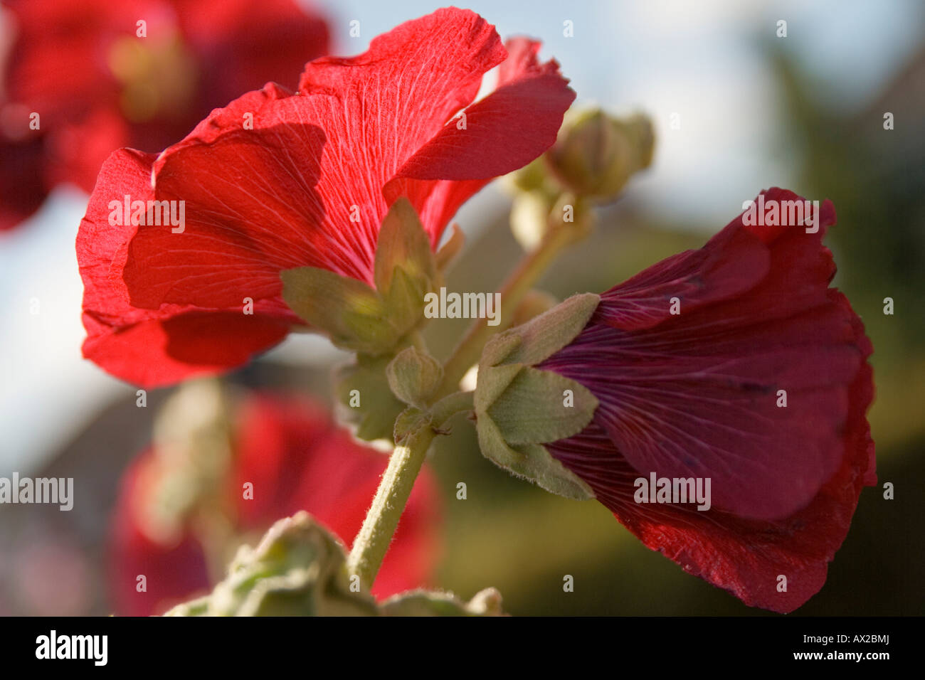 Fiori d'estate in fiore. Rossa molto rosso. Red hibiscus Foto Stock
