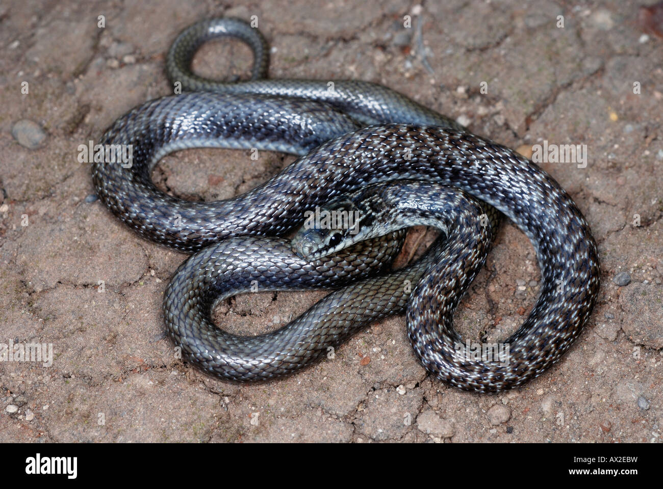 Indiano serpente liscio coronella brachyura . non rare velenosi. piccolo serpente slanciata che di solito cresce solo di 60-70cm in lunghezza. Foto Stock