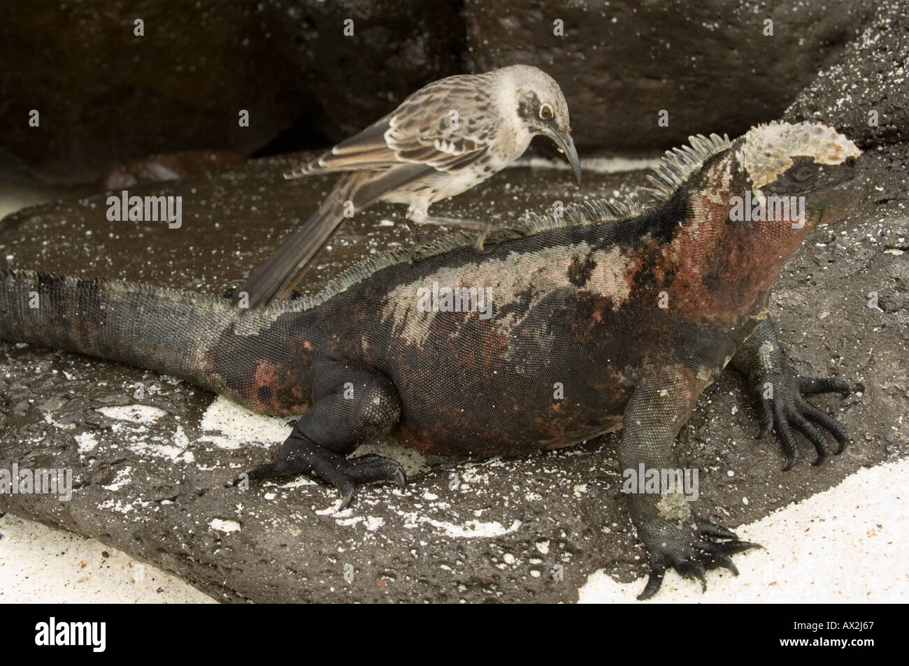 Mockingbird (Nesomimus sp.) pulizia Iguana marina (Amblyrhynchus cristatus) Baia Gardner Espanola Galapagos Ecuador Foto Stock