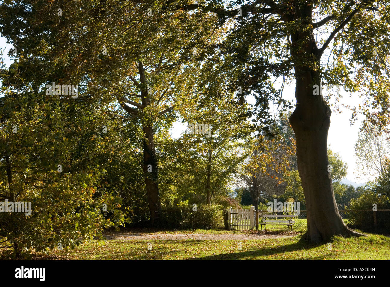 Recinzione con enormi alberi Foto Stock