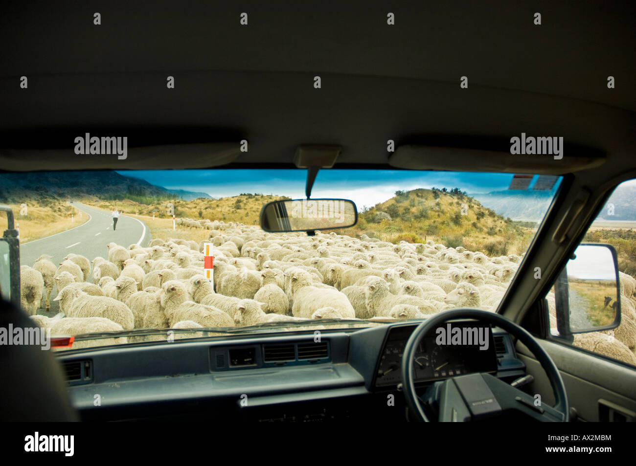 Auto circondato da allevamento ovini su strada rurale, Canterbury, Nuova Zelanda Foto Stock