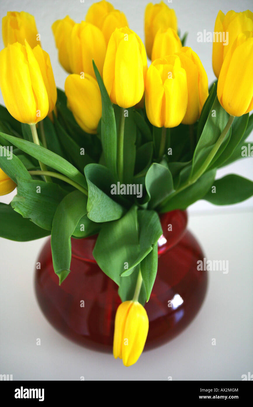 Vaso di fiori di colore giallo Foto Stock