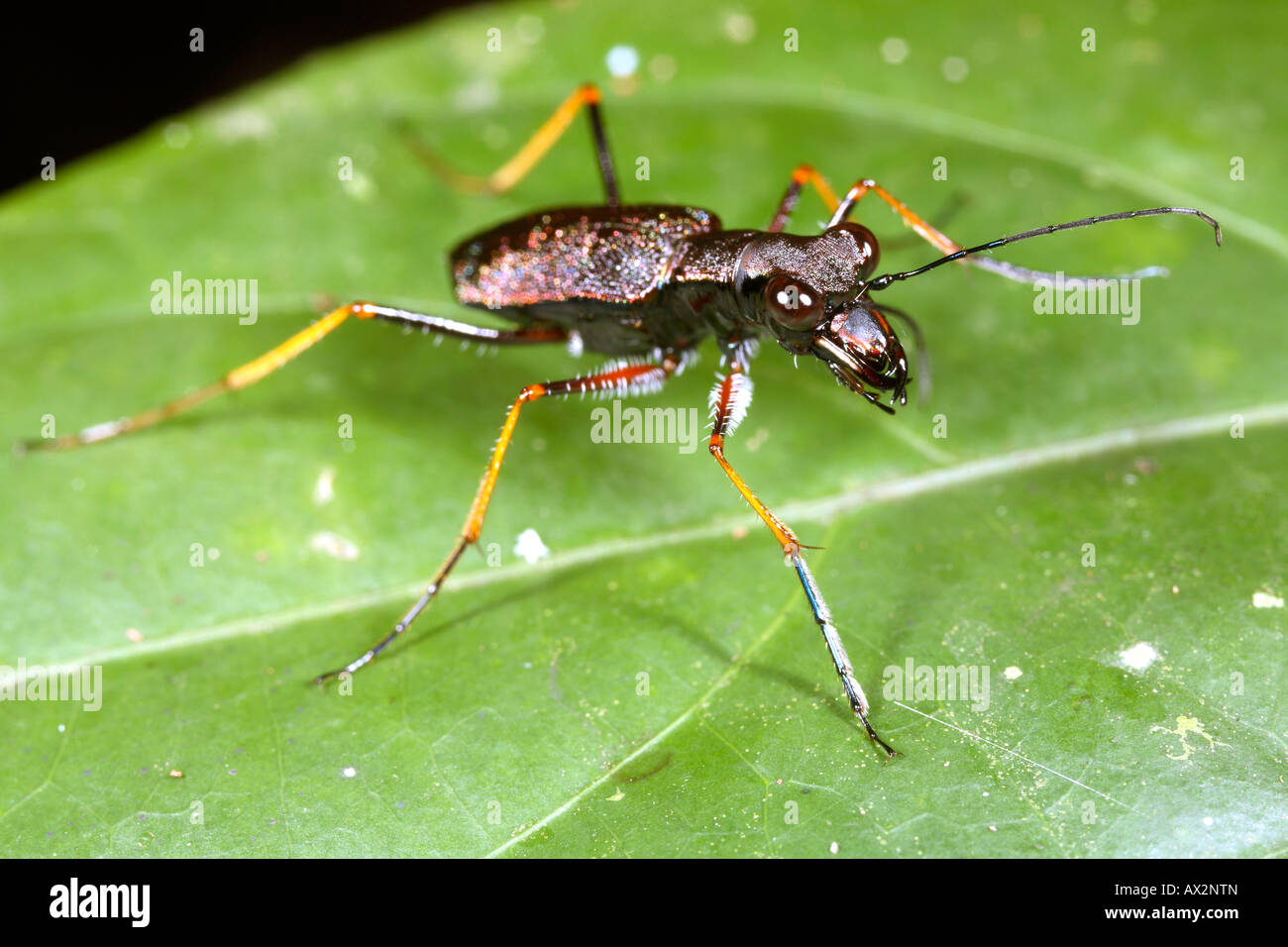 Tropical tiger beetle (Famiglia carabidi) Foto Stock