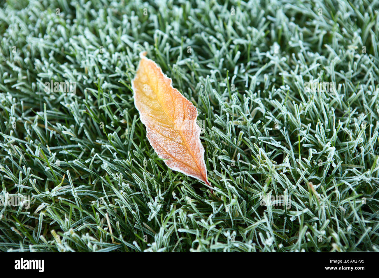 Frosty erba con foglie di autunno Foto Stock