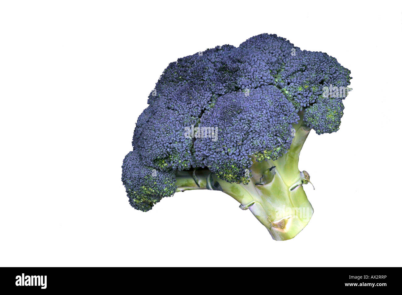 Testa di broccoli con sfondo bianco.2 Foto Stock