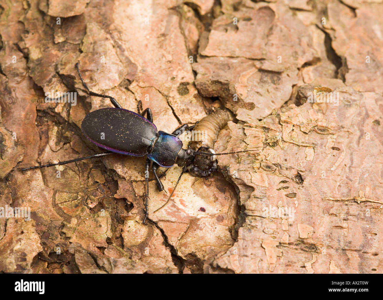 Massa viola beetle Carabus tendente al violaceo sulla alimentazione leatherjacket Foto Stock