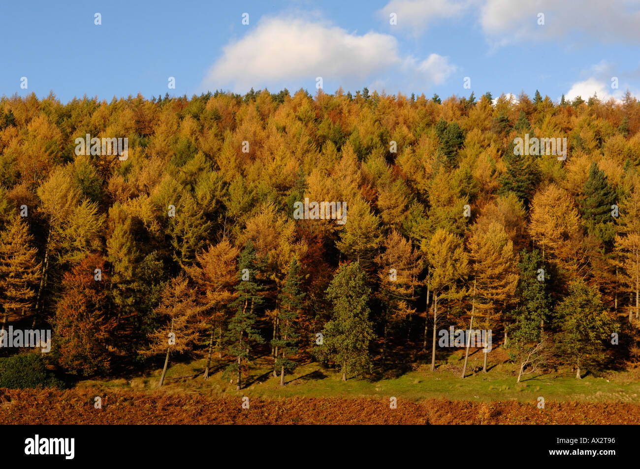 In autunno gli alberi dal serbatoio Derwent, Parco Nazionale di Peak District, Derbyshire, England, Regno Unito Foto Stock