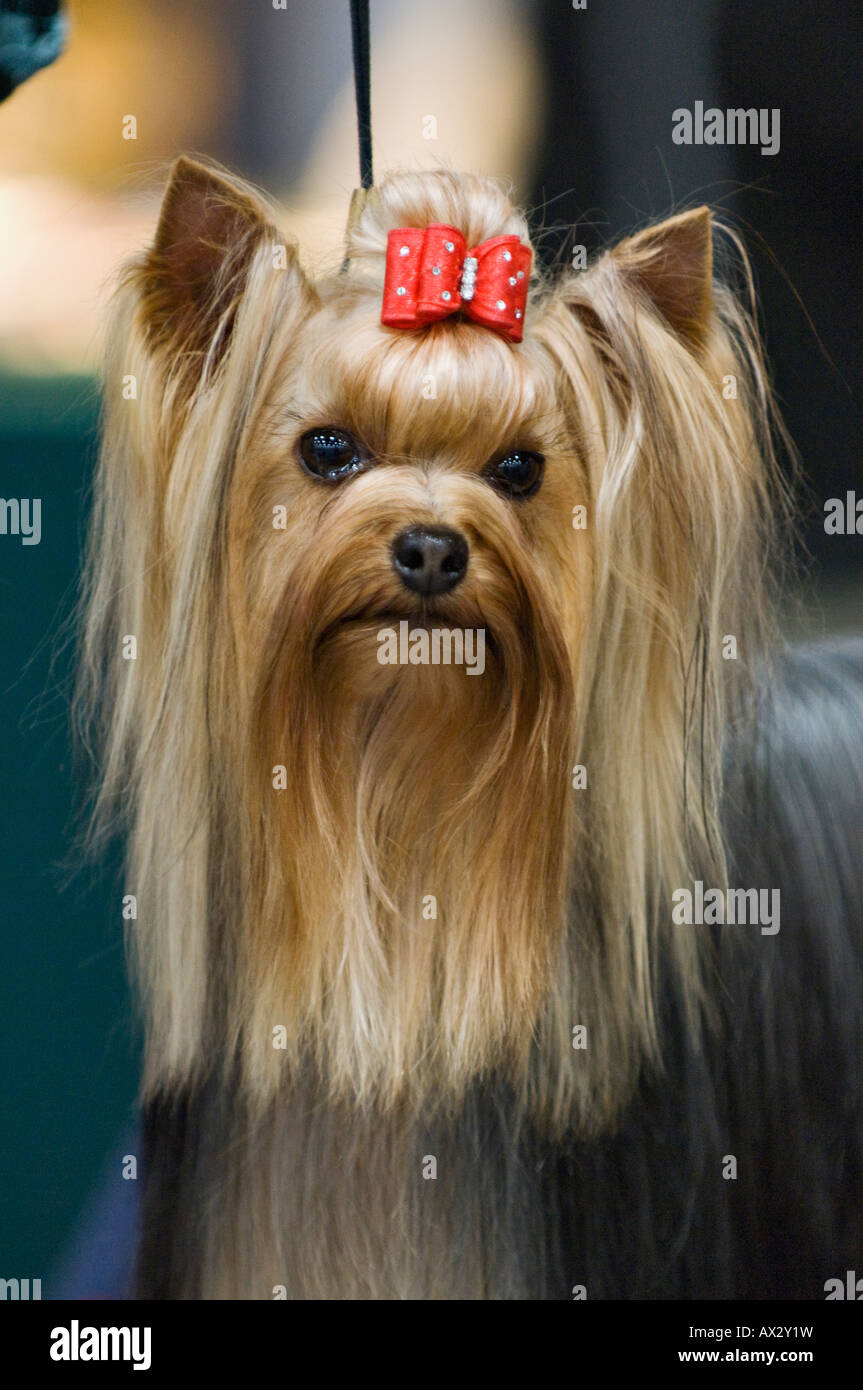 Yorkshire Terrier con archetto Foto Stock
