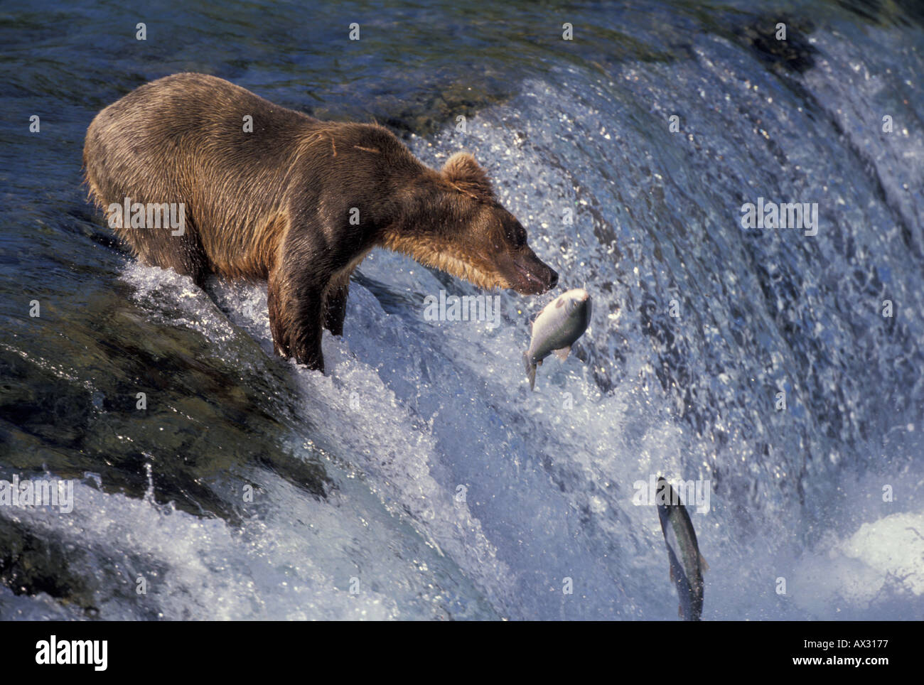 Mammifero orso marrone Foto Stock