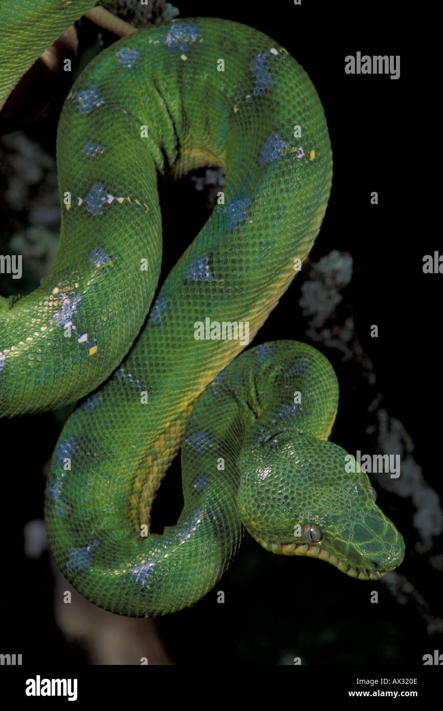 Rettile serpente Boa Emerald Tree Foto Stock
