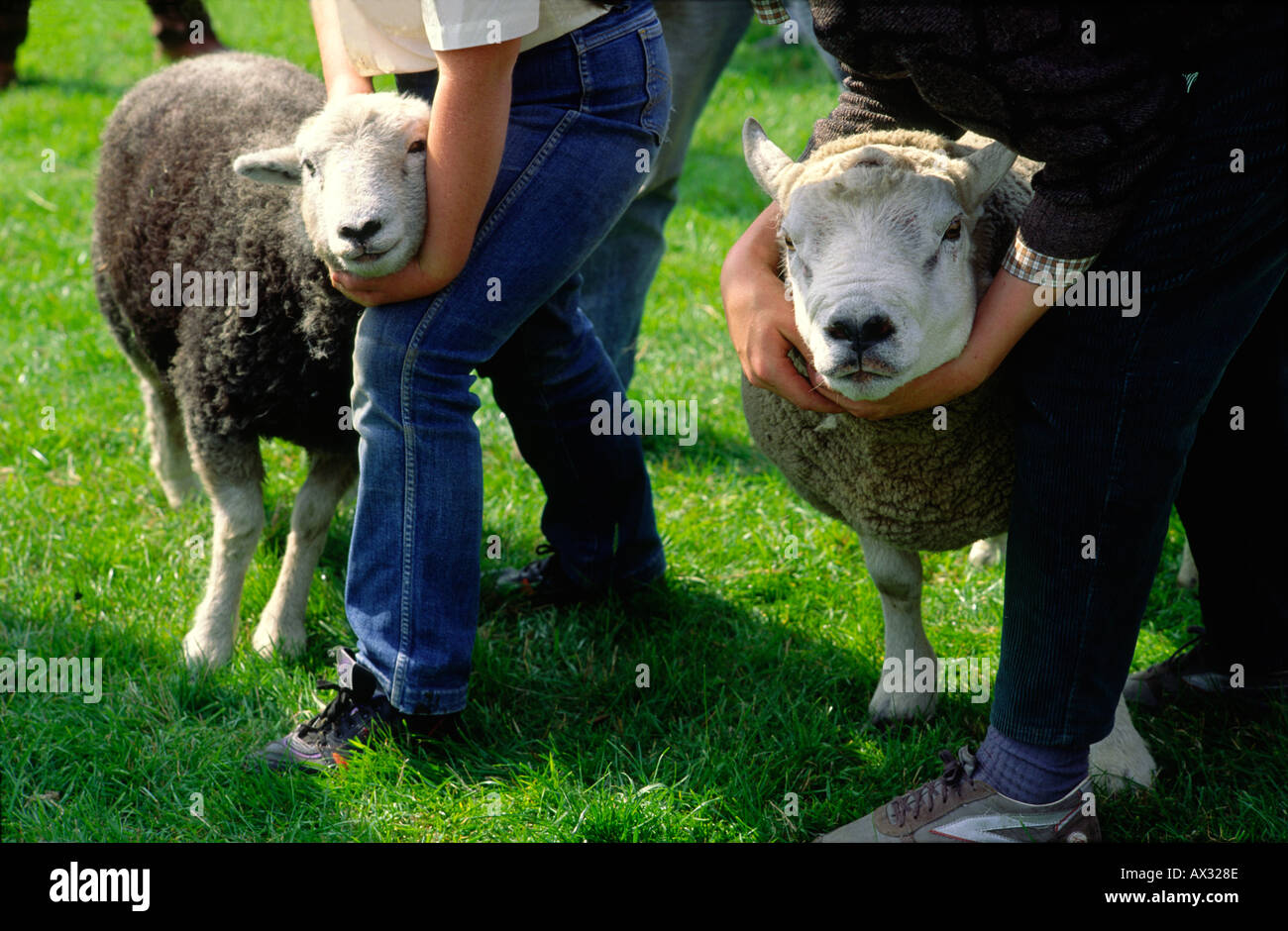 Pecore essendo giudicato a azienda agricola mostrano in Pennine sulle colline vicino a poco Hayfield, Derbyshire, in Inghilterra, Regno Unito Foto Stock