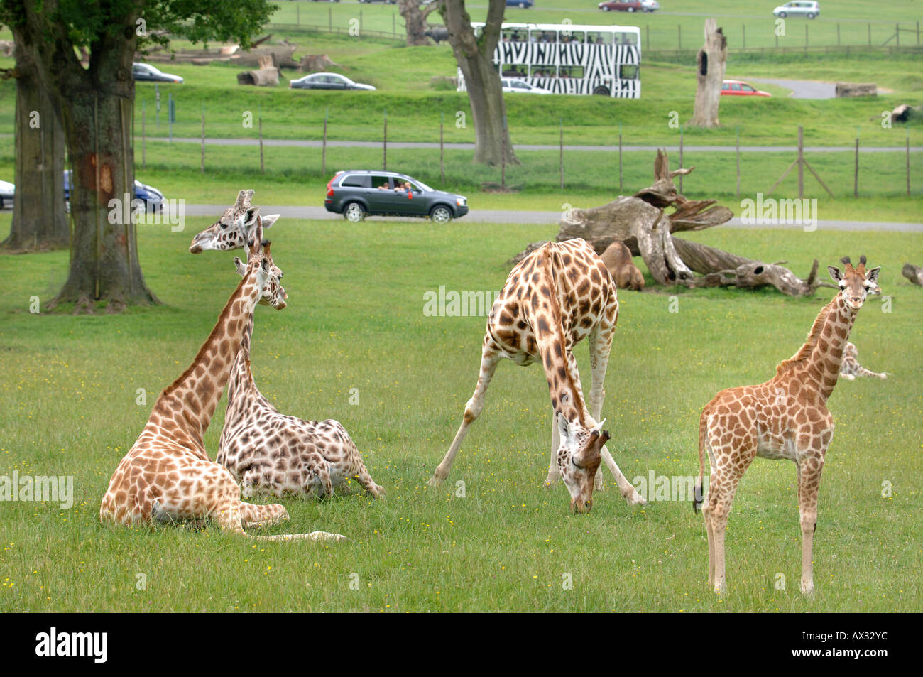 ROTHSCHILD giraffe nel recinto delle giraffe A LONGLEAT SAFARI PARK vicino Warminster WILTSHIRE Foto Stock