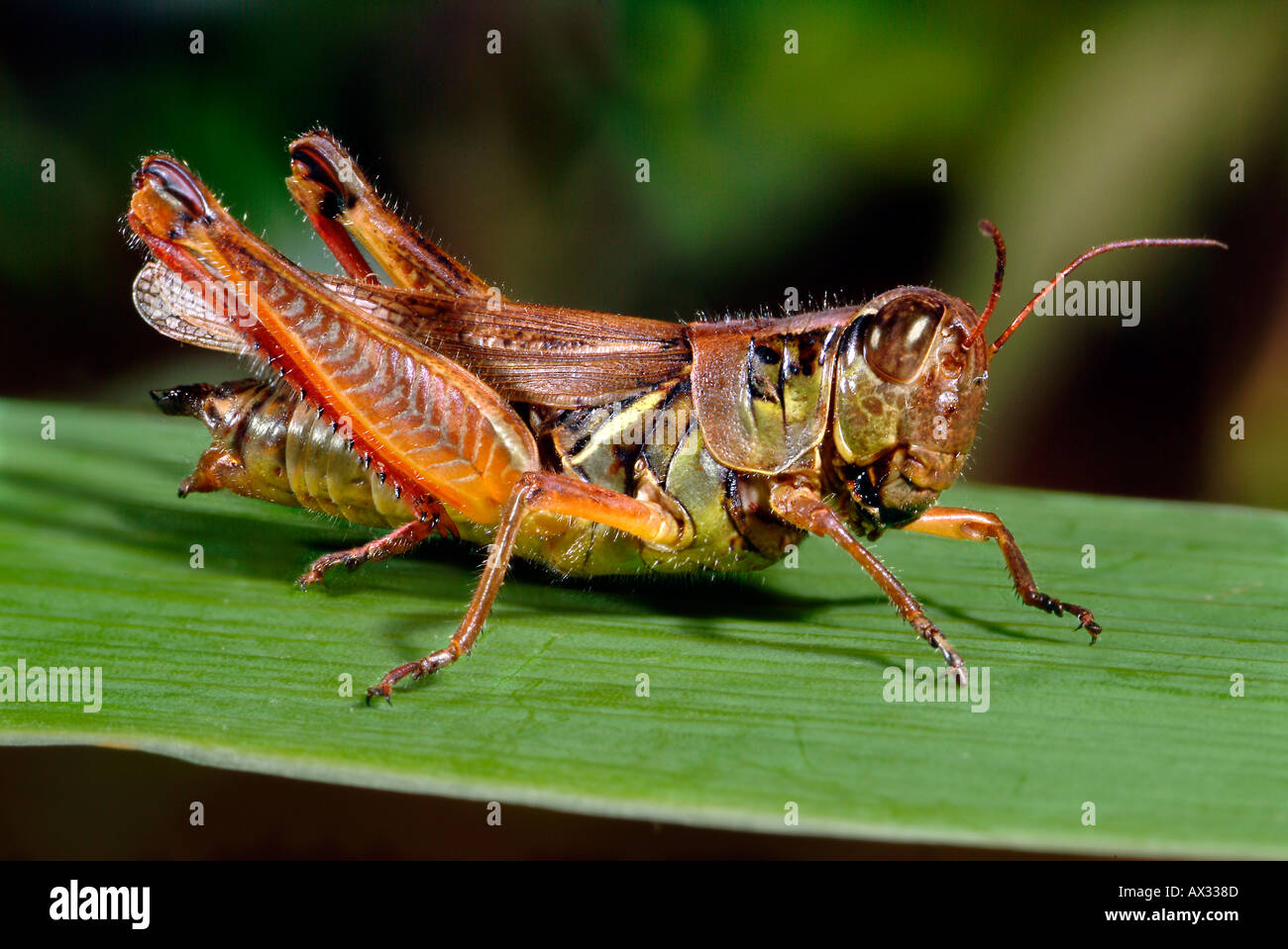 ECU di Grasshopper Red-Legged Grasshopper, Melanoplus femurrubrum Foto Stock