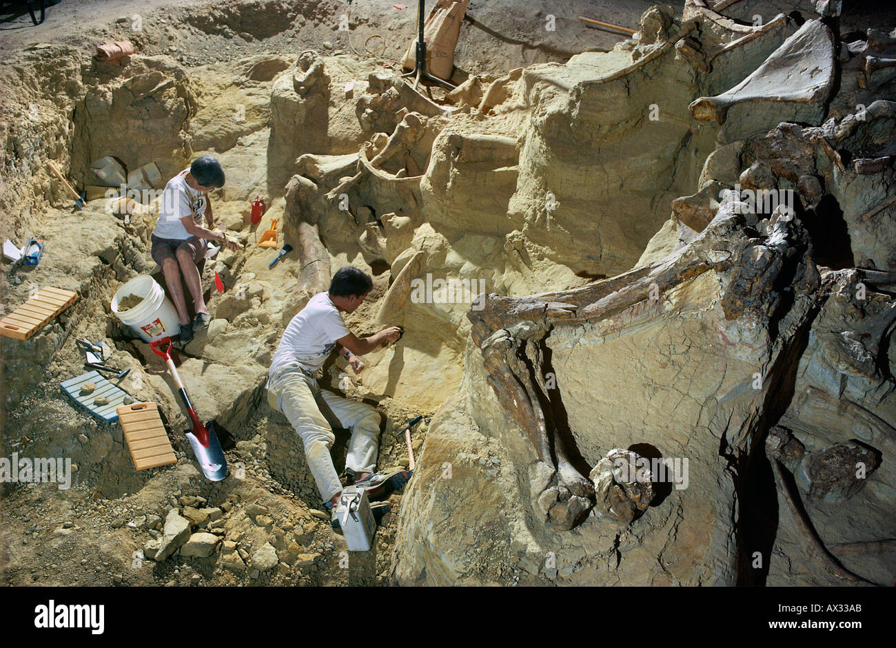 Paleontologi scavare i resti di un mammut colombiano Il Mammoth Site Dakota del Sud Foto Stock