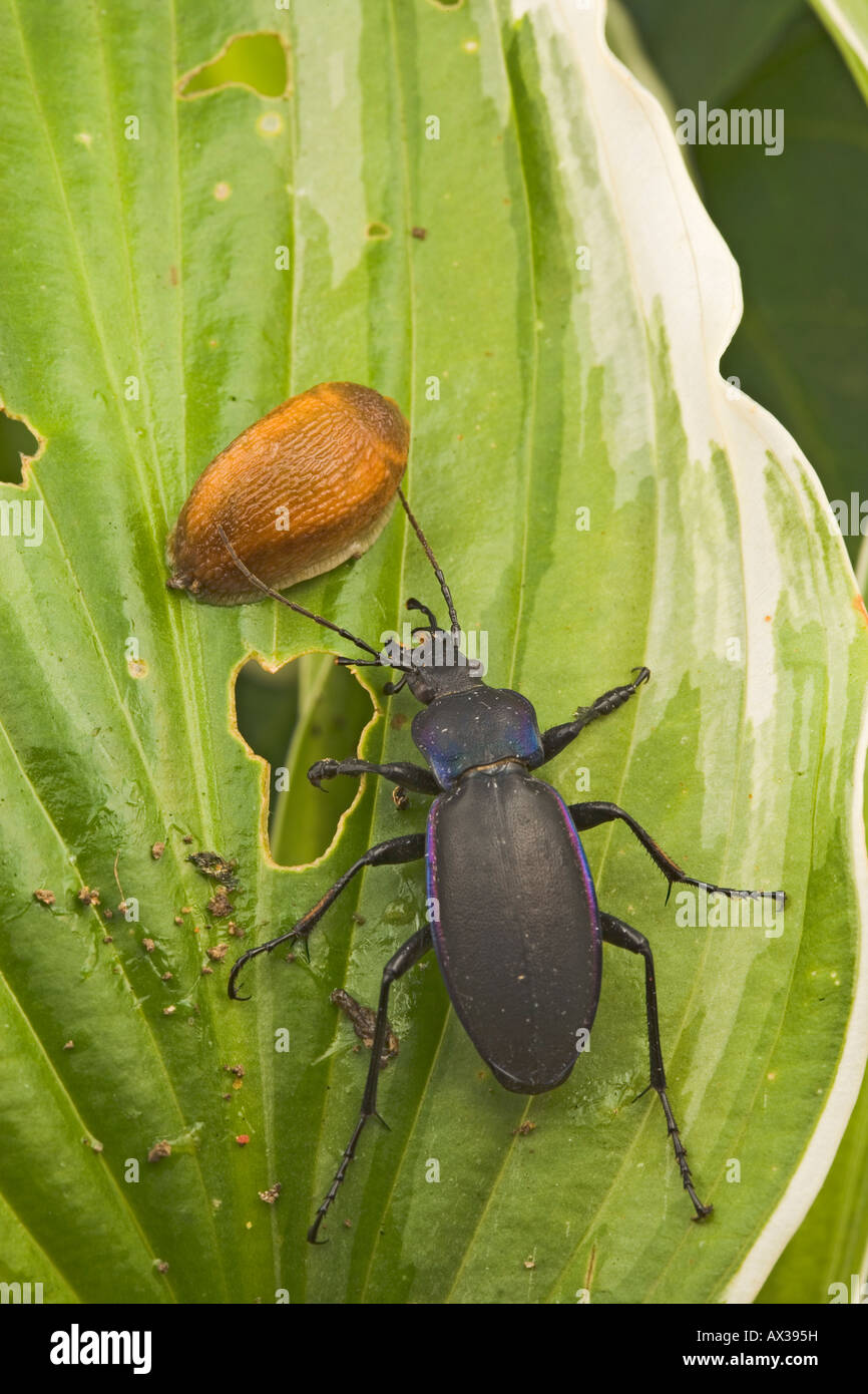 Massa viola beetle su hosta Carabus tendente al violaceo sulla alimentazione slug Foto Stock