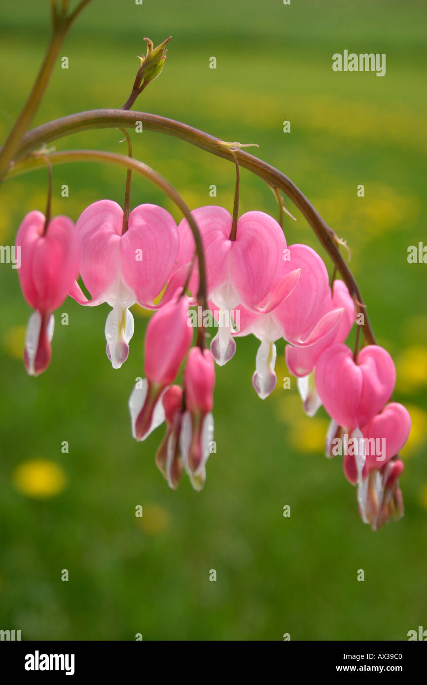 Il sanguinamento rosso cuori in vaso Foto Stock