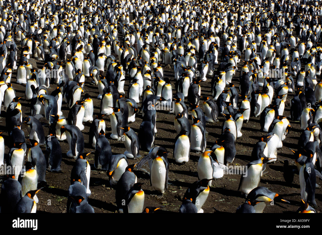 Manchot royal Koenigspinguin re Penguin Aptenodytes patagonicus colonia Antartico animali acquatici Antarktis Aves uccelli flightle Foto Stock
