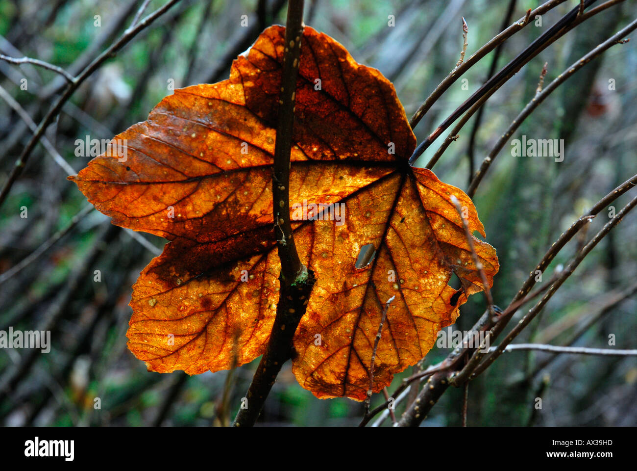 Foglio di autunno Foto Stock