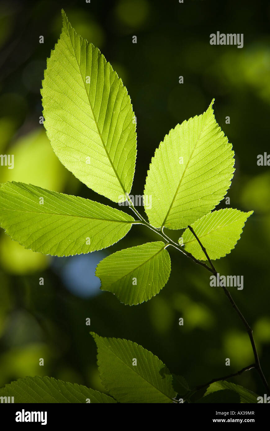 American Elm leafs Foto Stock