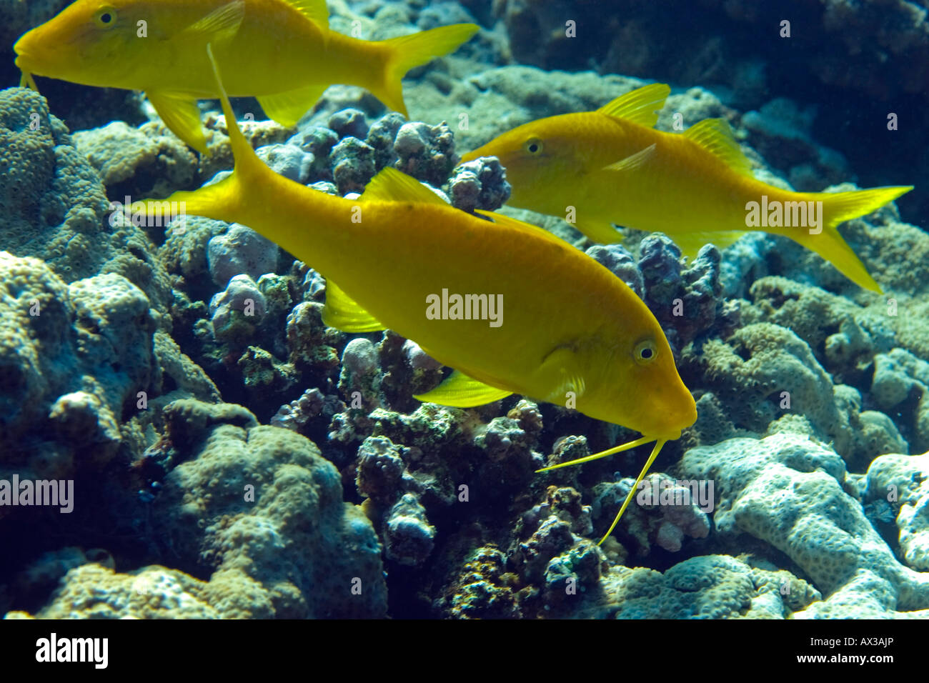 Pesce di capra Foto Stock Pesce di capra Foto Stock