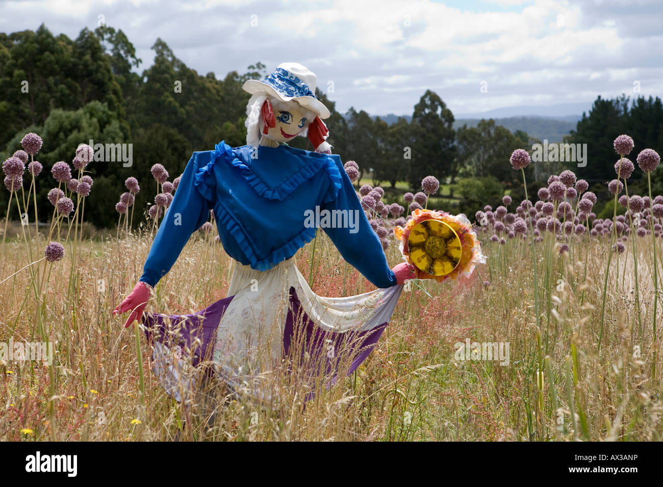 Lo Spaventapasseri in campo nel sud tasmania vicino alla città di vaso di fiori Foto Stock
