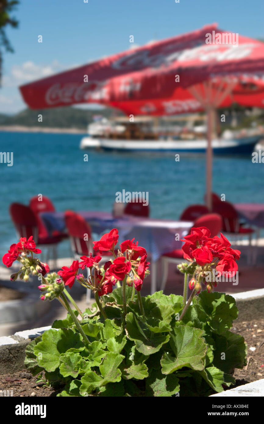 Gerani in mare cafe, Lopud, Isole di ELAFITI (Elaphites), Dubrovnik riviera, Dalmazia, Croazia Foto Stock