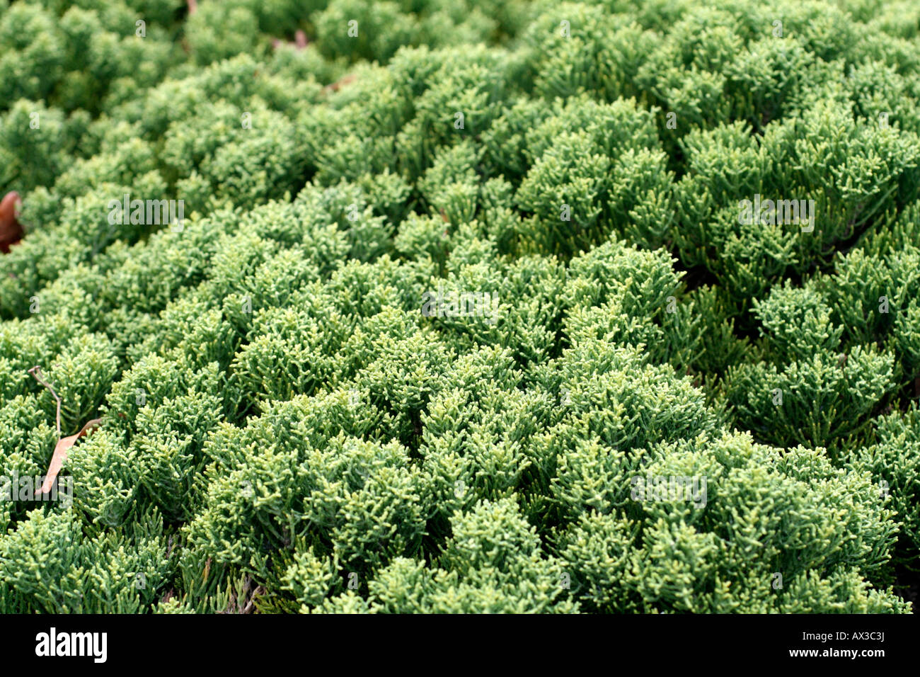 Le piante mature di HEBE CUPRESSOIDES Foto Stock