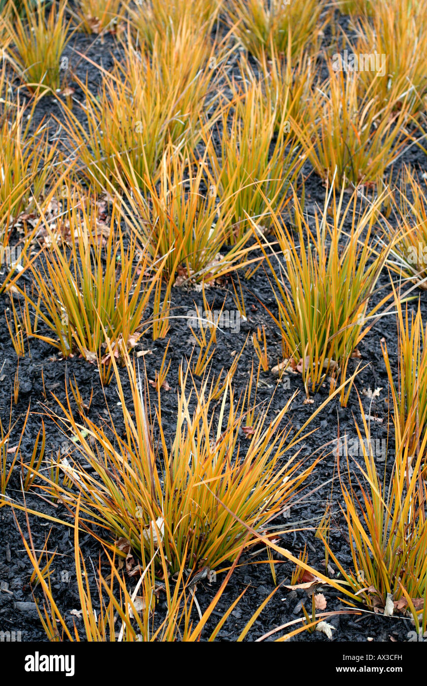 LIBERTIA PEREGRINANS Foto Stock