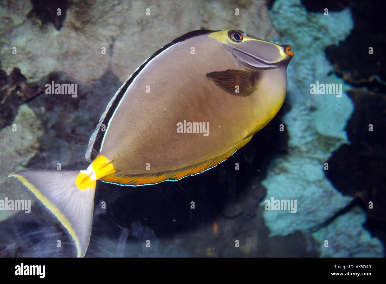Naso Tang (Naso lituratus), Orangespine Unicornfish, Rossetto Tang, codolo tricolore Foto Stock