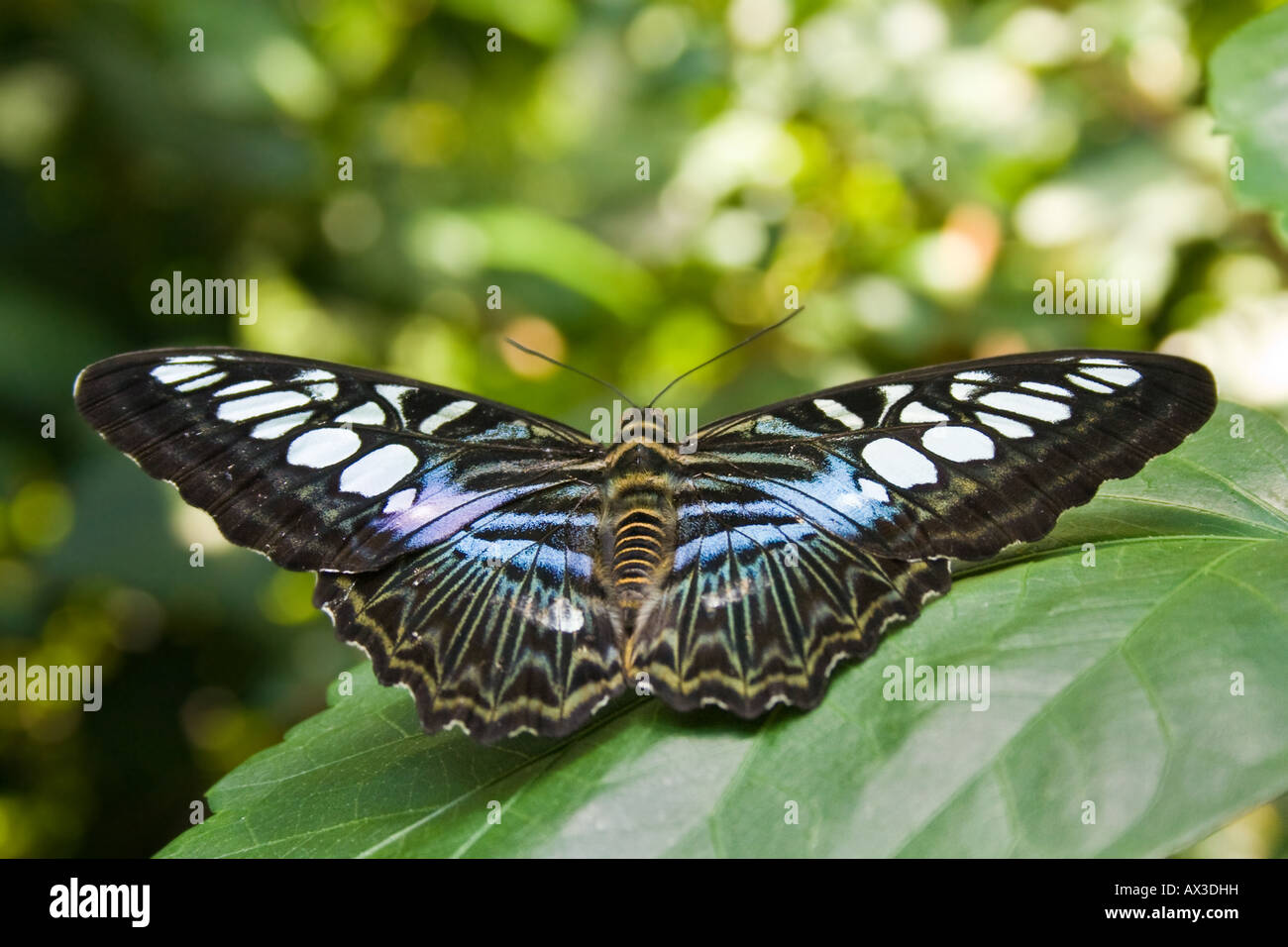 Farfalla Foto Stock