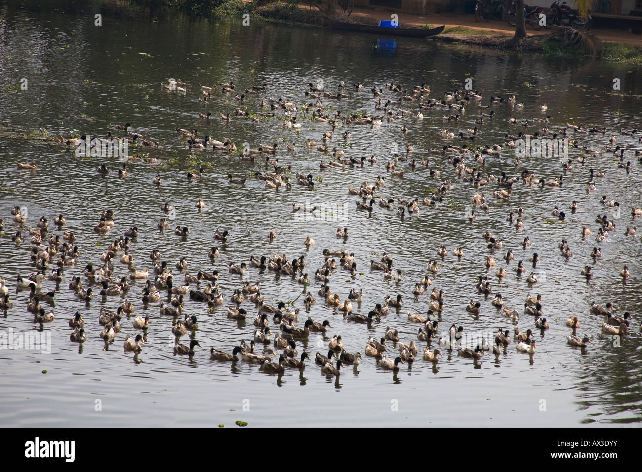 Centinaia di anatre nuotare in un fiume, Kerala, India Foto Stock