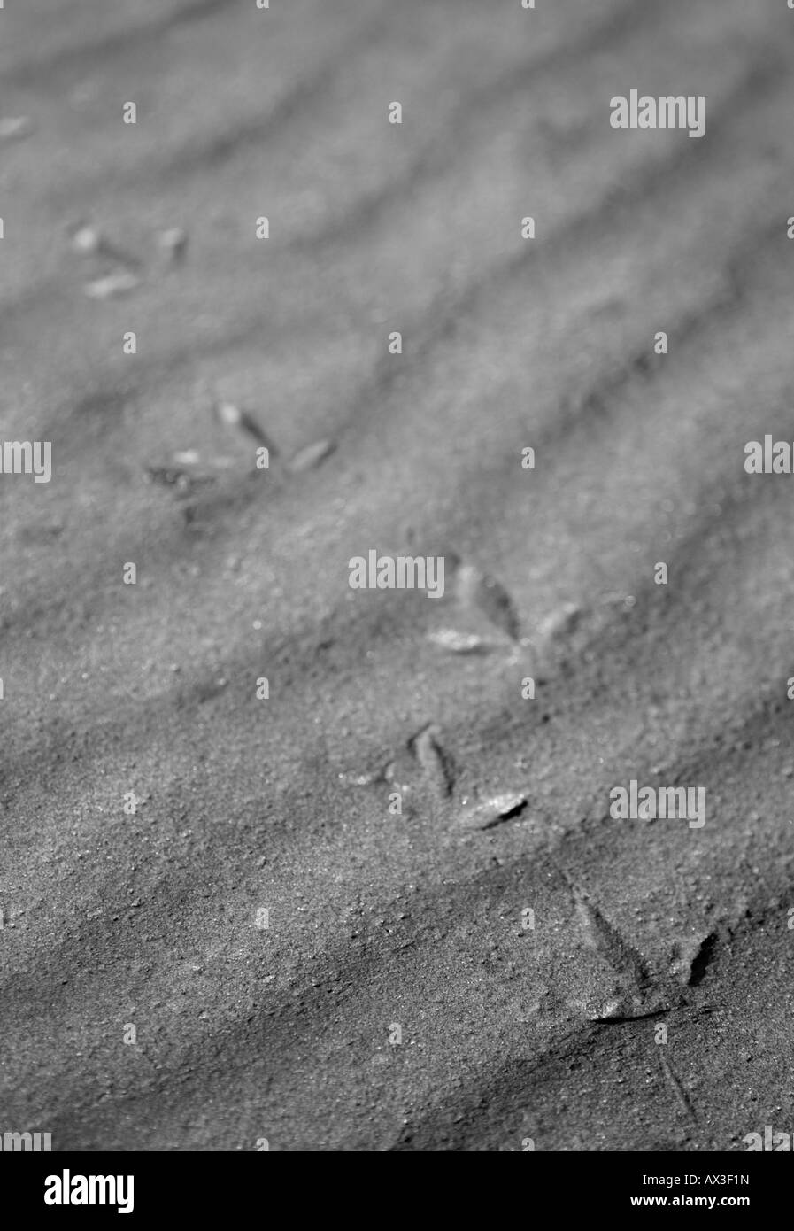 Immagine in bianco e nero di uccelli di impronte sulla spiaggia sabbiosa Foto Stock