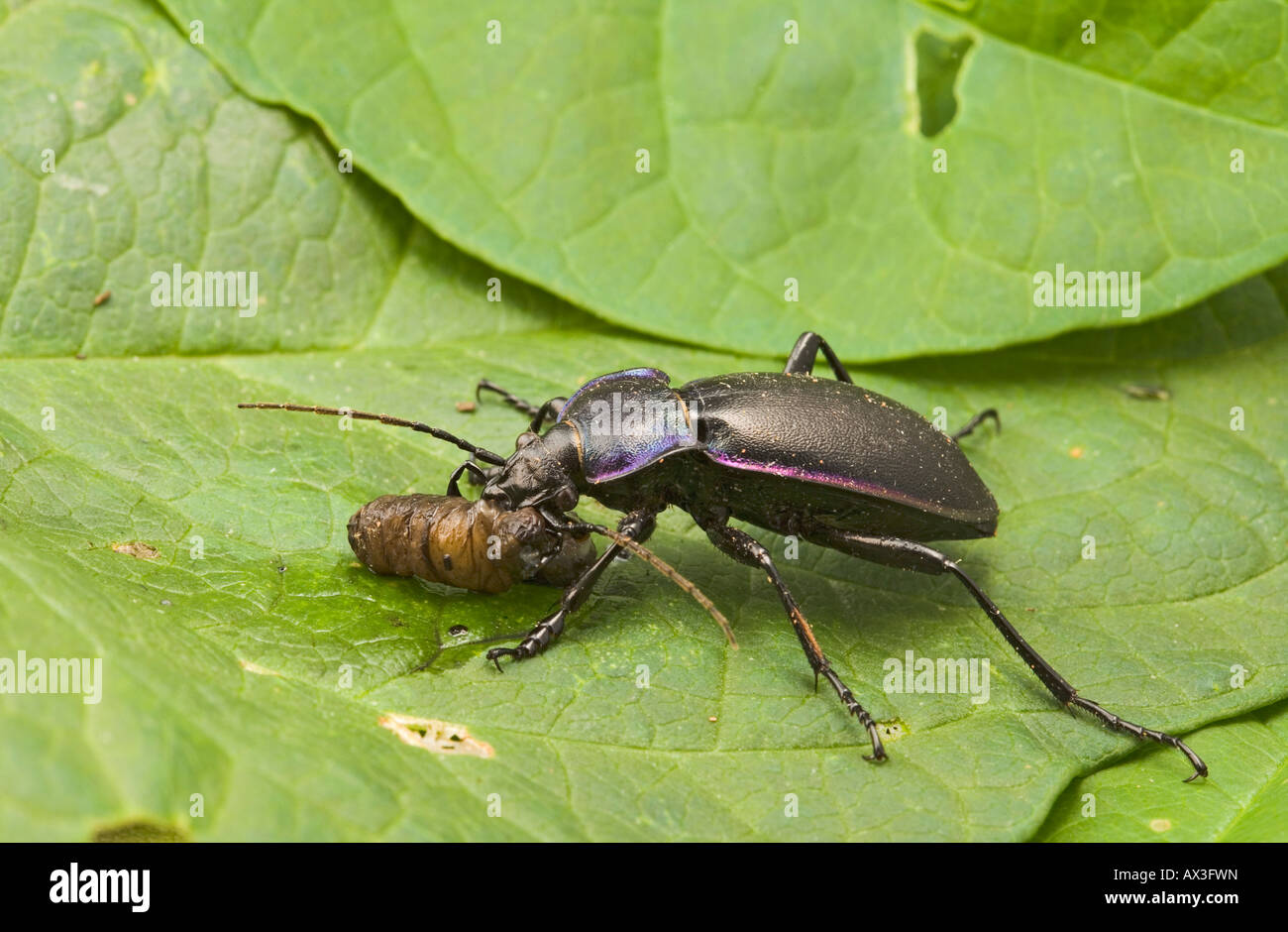 Massa viola beetle Carabus tendente al violaceo sulla alimentazione leatherjacket Foto Stock