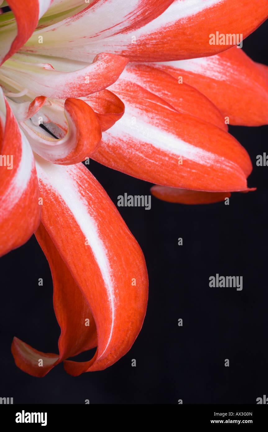 Close-up di hippeastrum o fiore amaryllis Foto Stock