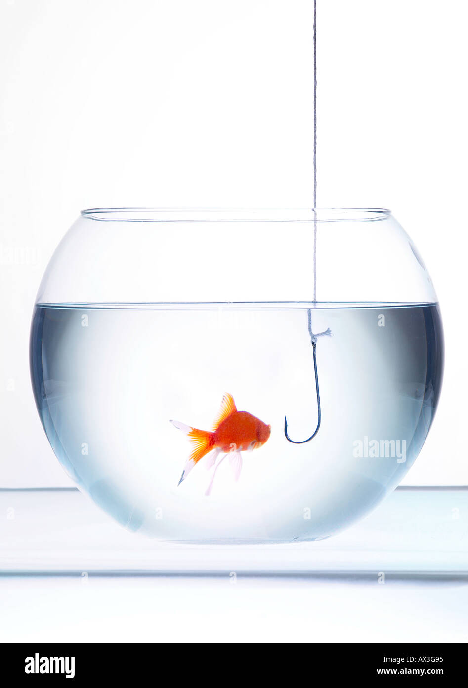 Pesca intensiva, Goldfish in coppa essendo oggetto di atti di caccia Foto Stock