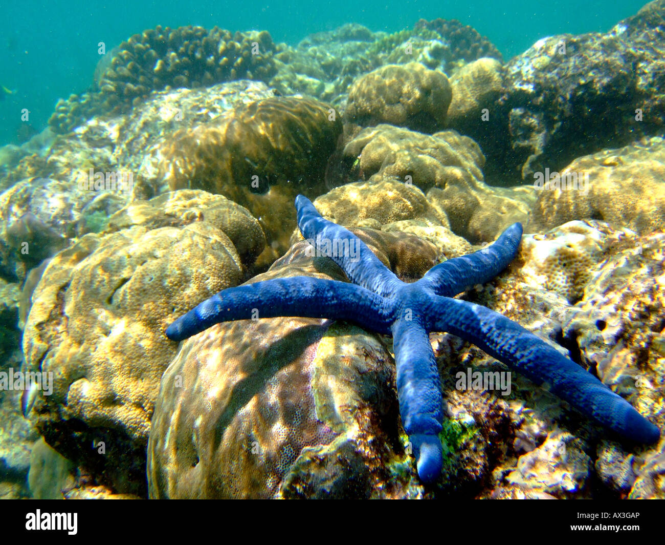 Malindi Marine Park Foto Stock