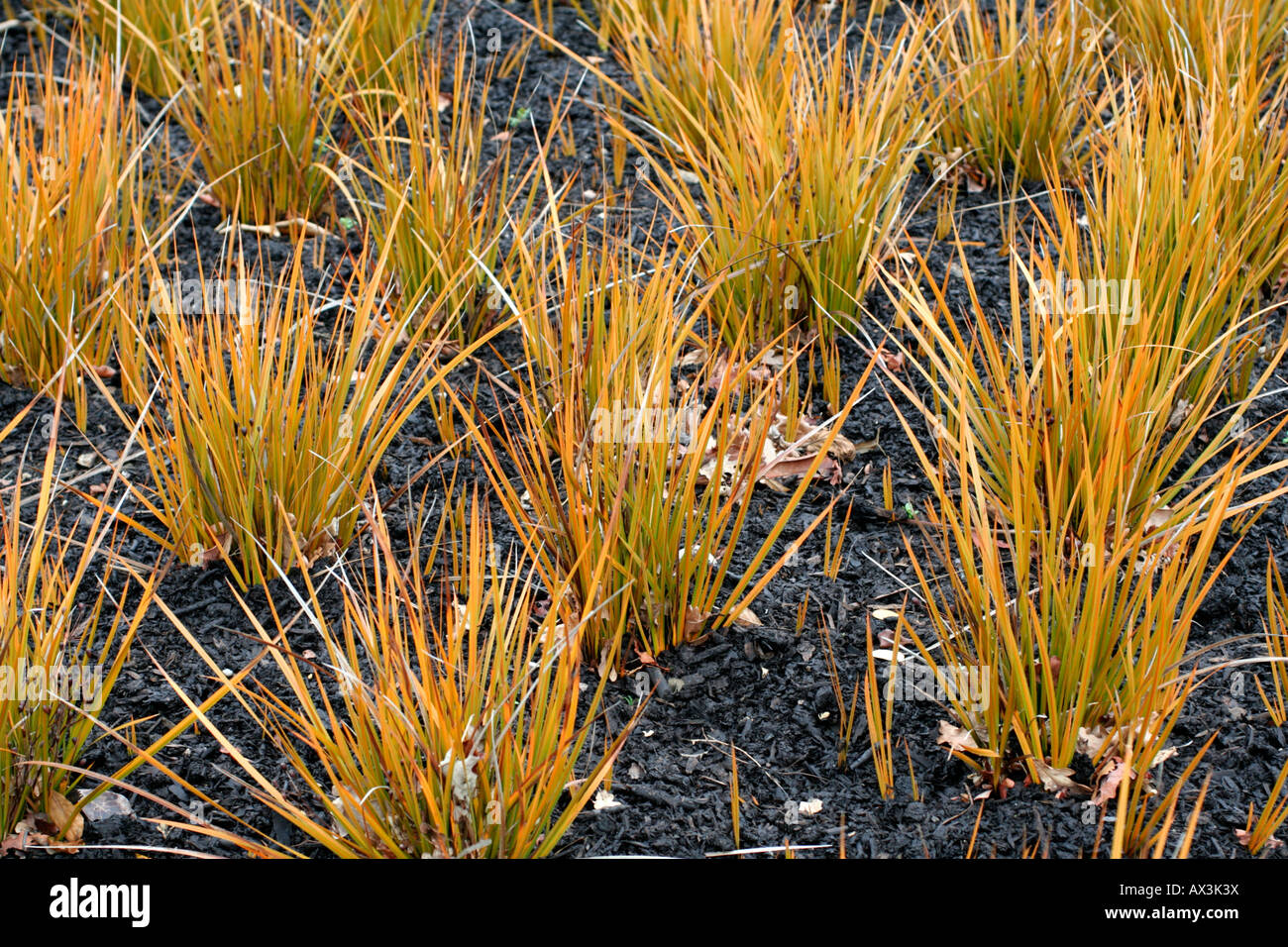 LIBERTIA PEREGRINANS Foto Stock