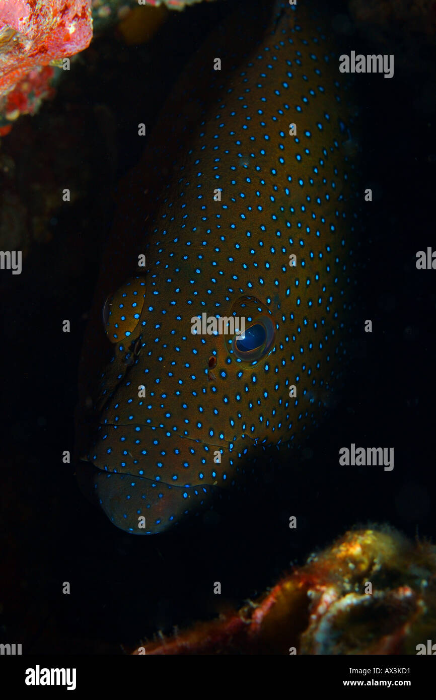 Cernia pavone Cephalopholis argus nascondere in corallo bocchetta a lancia nell'Similans Thailandia Foto Stock