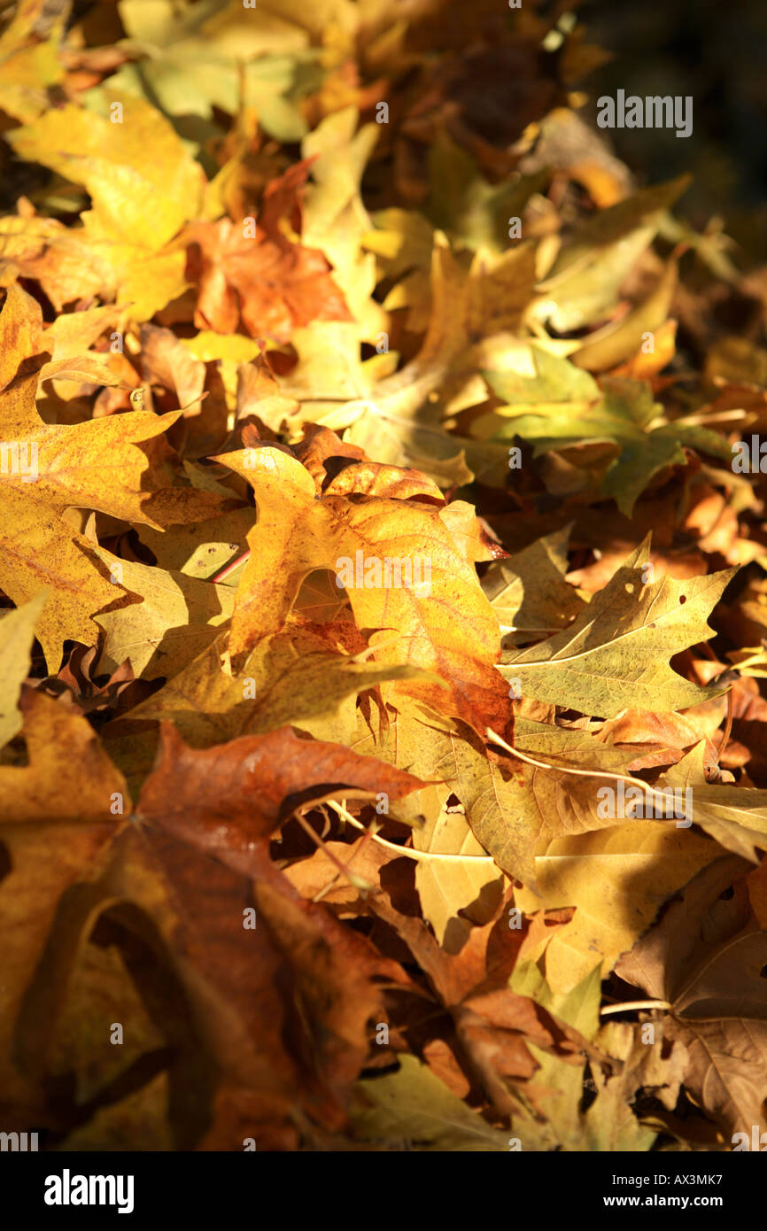 Texture di sfondo di foglie di autunno Foto Stock